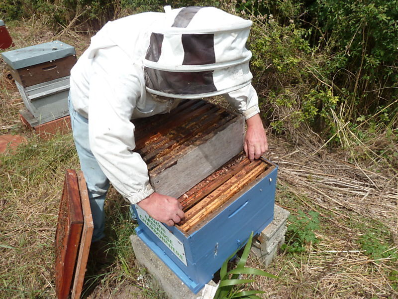 La ruche Mesange charbonniere