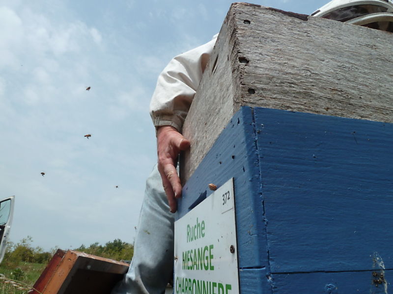 La ruche Mesange charbonniere