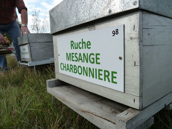 La ruche Mesange charbonniere