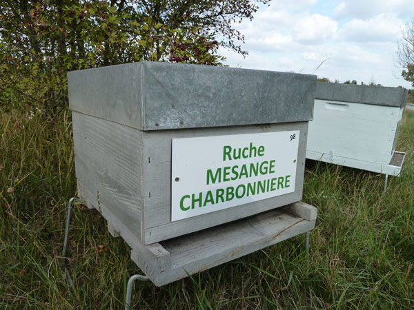 La ruche Mesange charbonniere