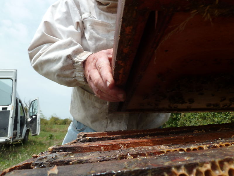 La ruche Mesange charbonniere