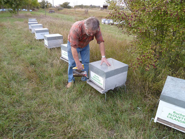 La ruche Mesange charbonniere