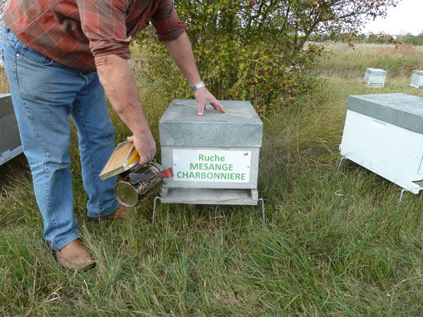La ruche Mesange charbonniere