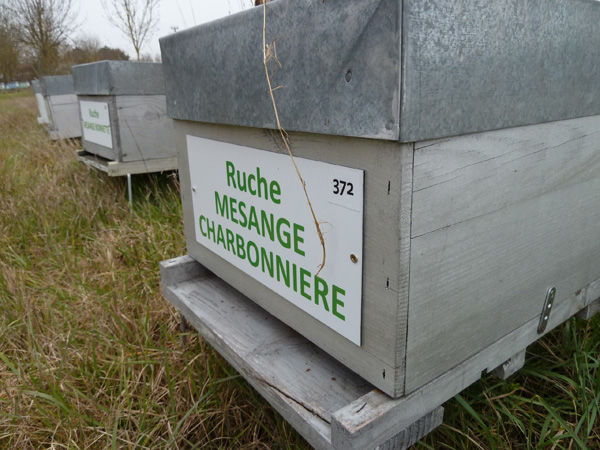 La ruche Mesange charbonniere