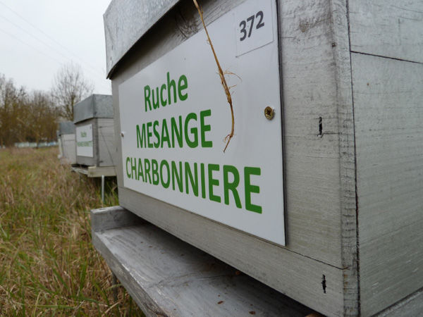 La ruche Mesange charbonniere