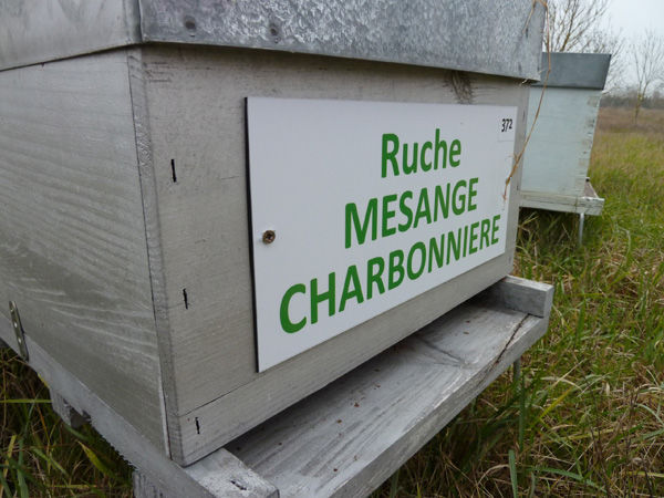 La ruche Mesange charbonniere