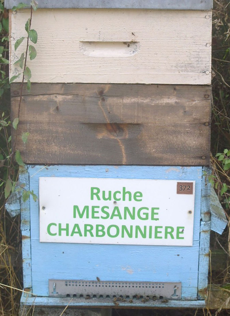 La ruche Mesange charbonniere