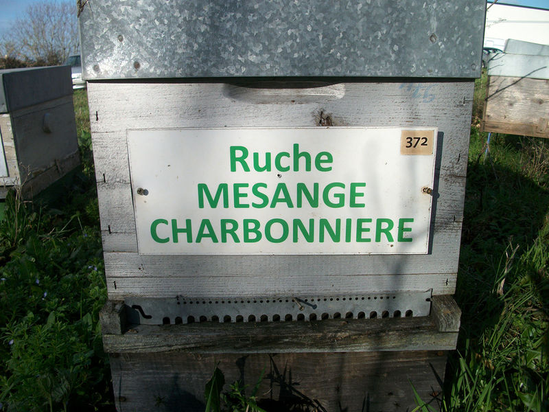 La ruche Mesange charbonniere