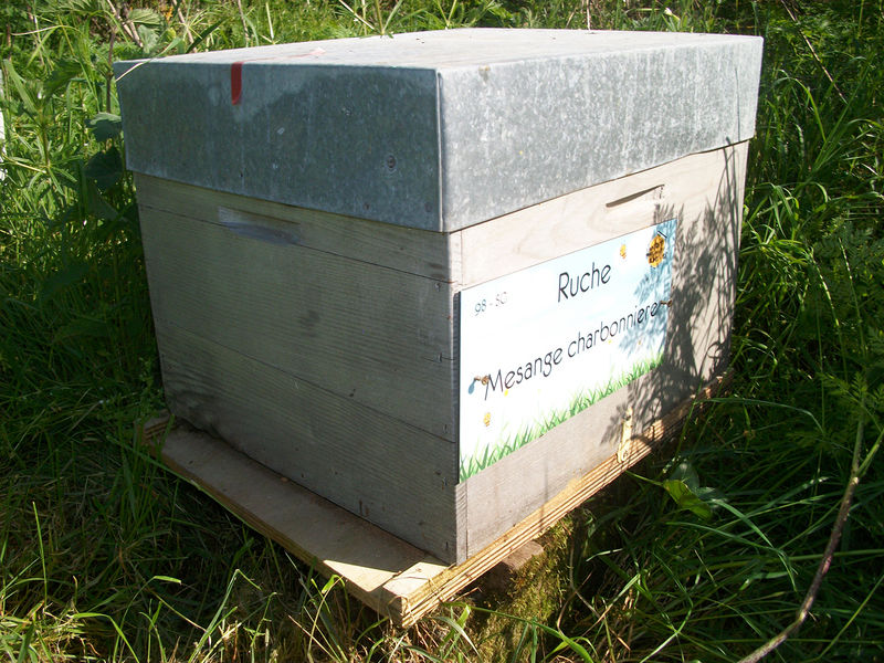 La ruche Mesange charbonniere