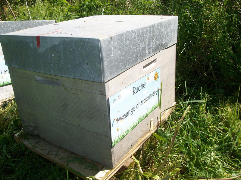 La ruche Mesange charbonniere