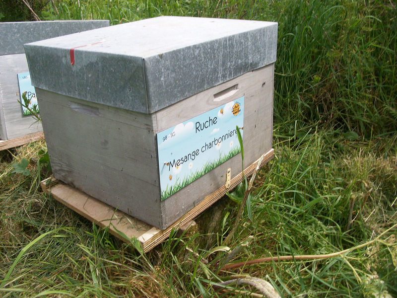 La ruche Mesange charbonniere