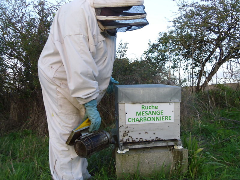 La ruche Mesange charbonniere