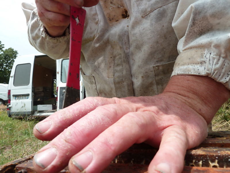 La ruche Mesange charbonniere