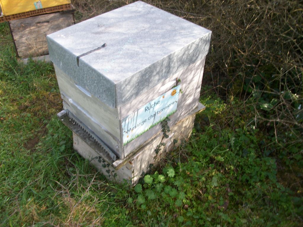 La ruche Mesange charbonniere