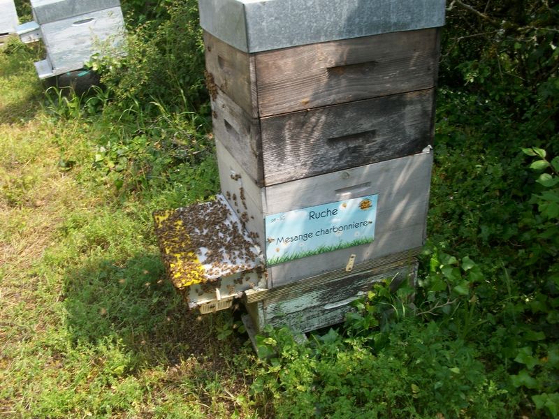 La ruche Mesange charbonniere