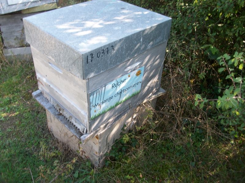 La ruche Mesange charbonniere