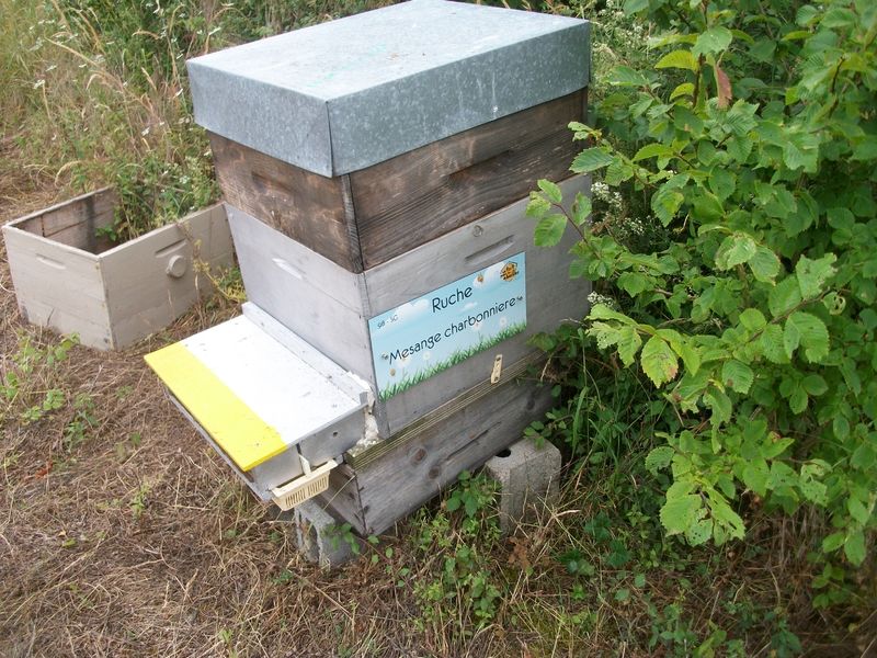 La ruche Mesange charbonniere