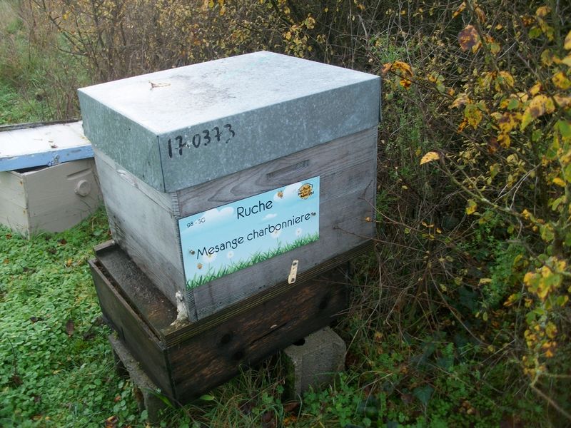 La ruche Mesange charbonniere