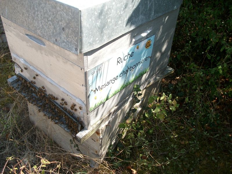 La ruche Mesange charbonniere