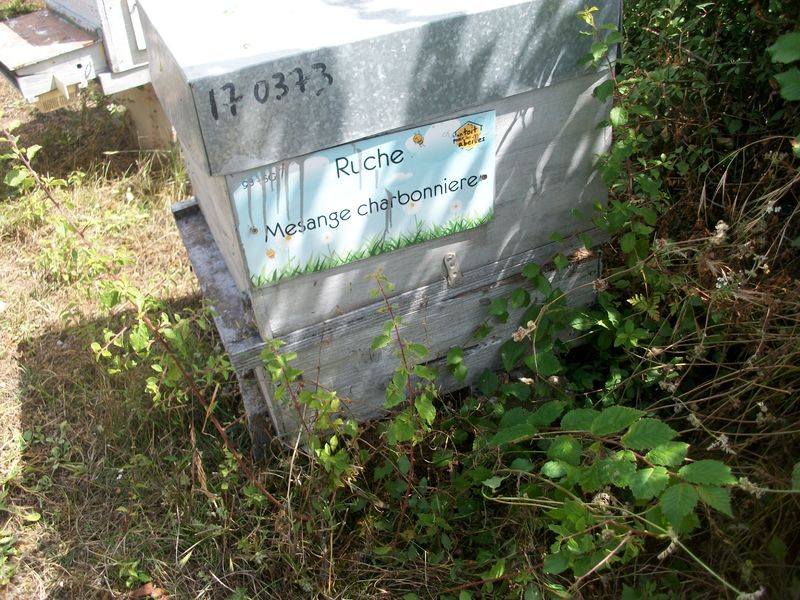 La ruche Mesange charbonniere