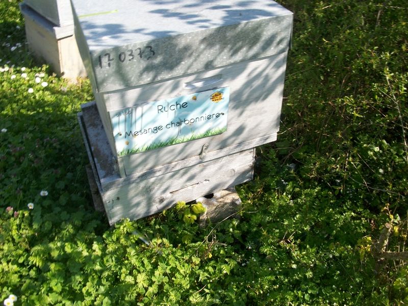 La ruche Mesange charbonniere