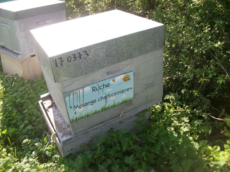 La ruche Mesange charbonniere