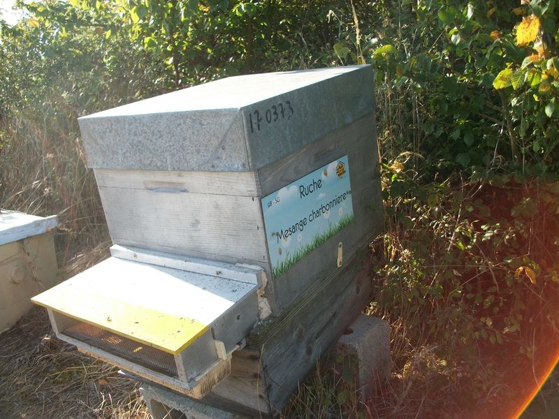 La ruche Mesange charbonniere