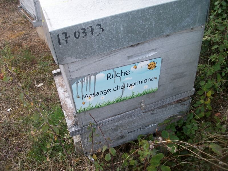 La ruche Mesange charbonniere