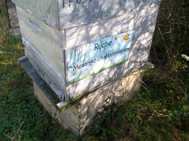 La ruche Mesange charbonniere