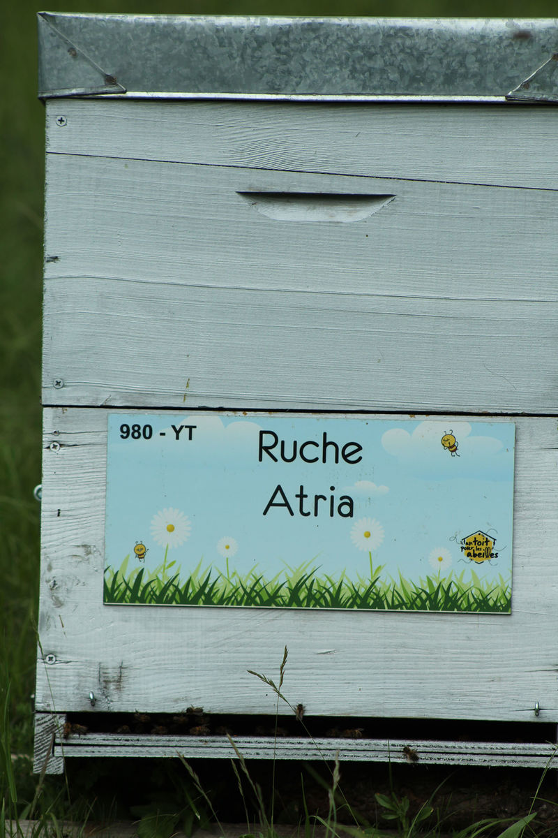 La ruche Atria
