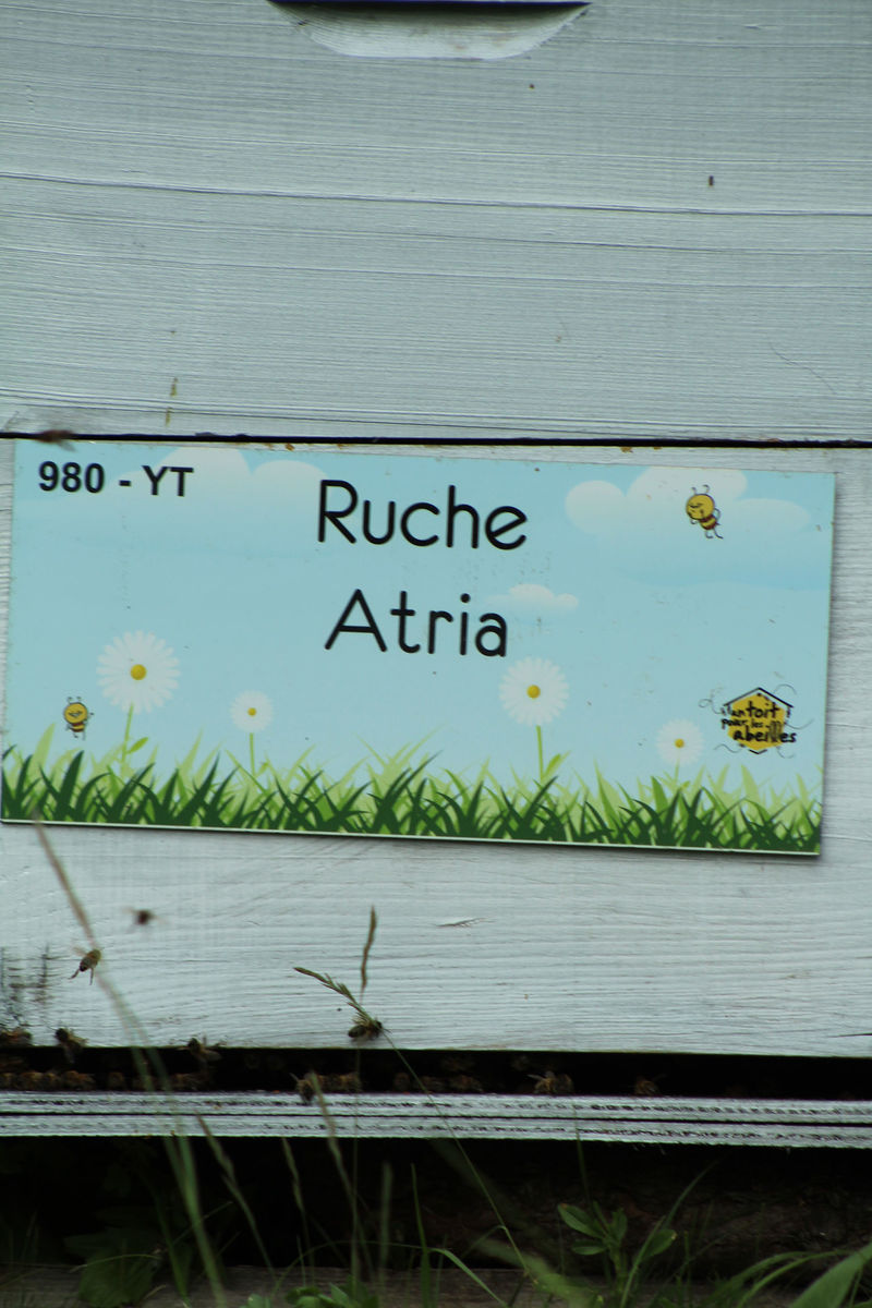 La ruche Atria