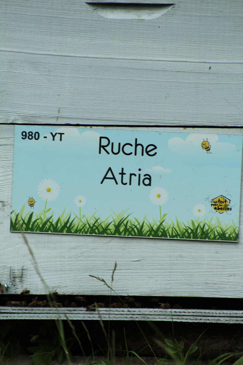 La ruche Atria