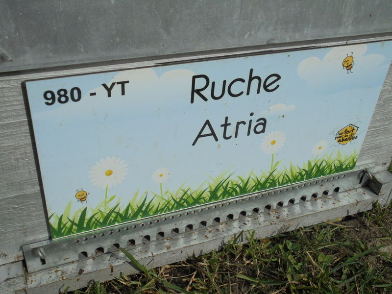 La ruche Atria