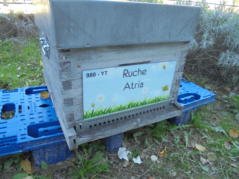 La ruche Atria
