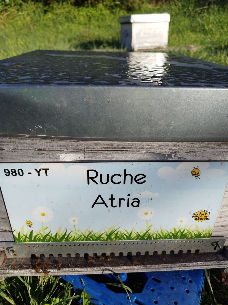 La ruche Atria