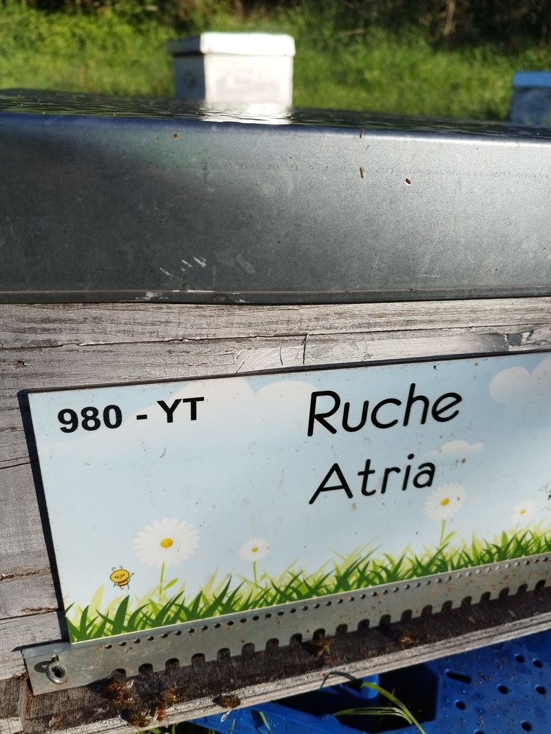 La ruche Atria