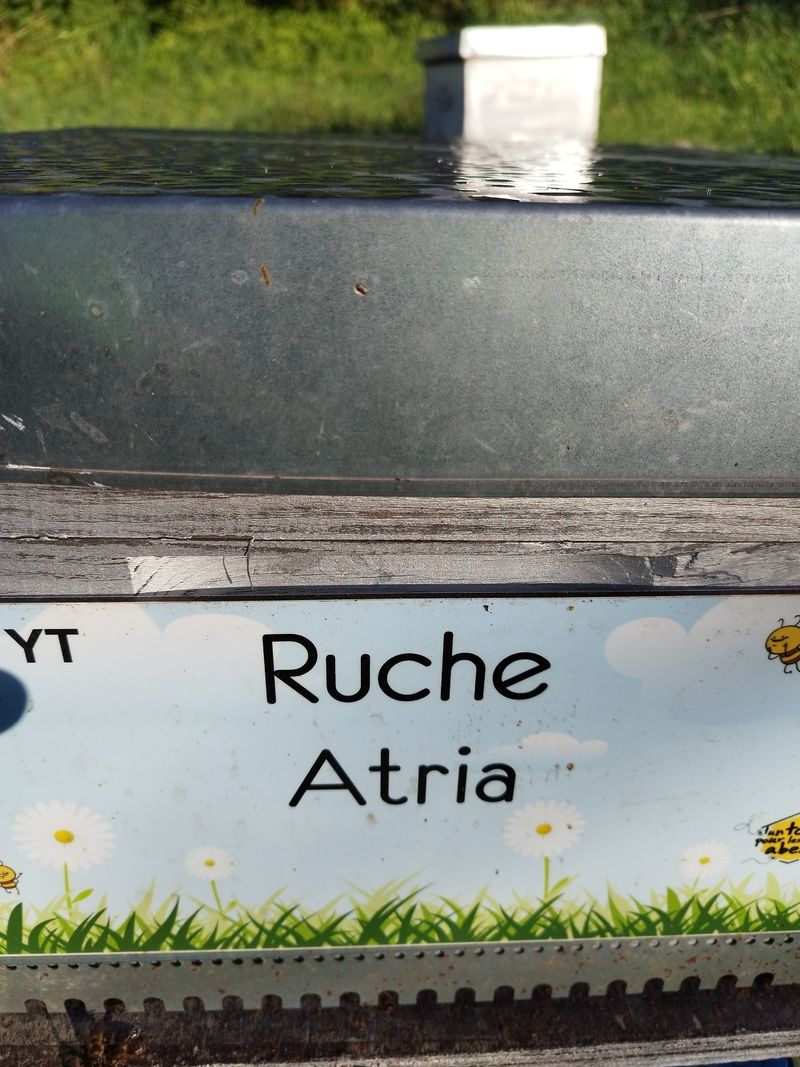 La ruche Atria