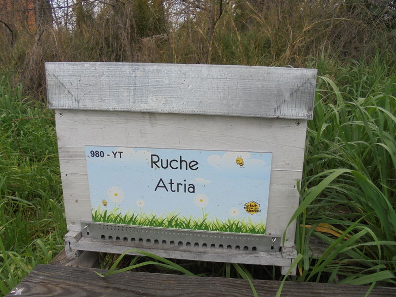 La ruche Atria