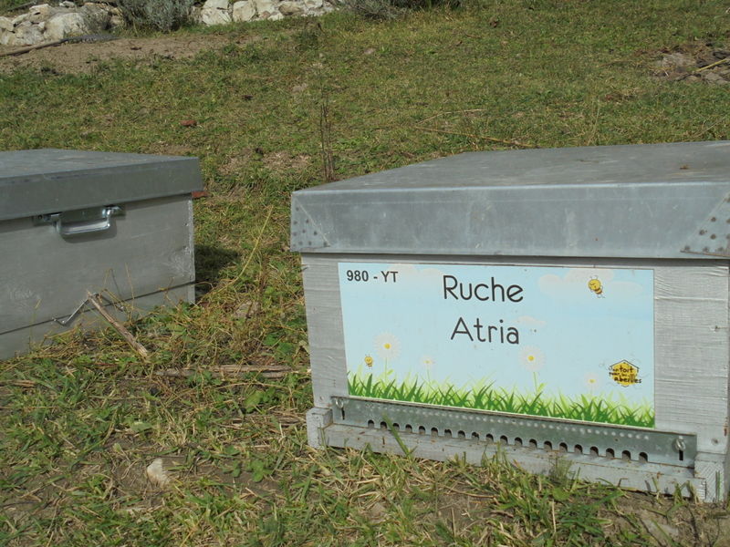 La ruche