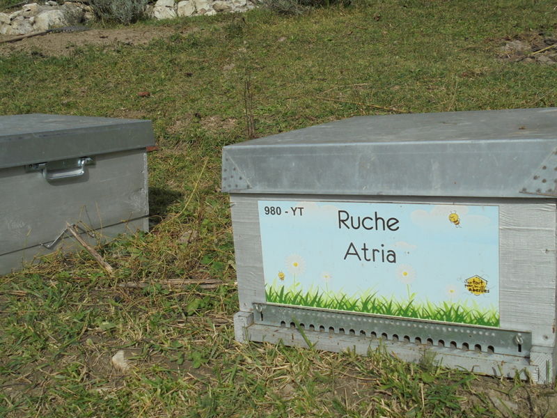 La ruche 