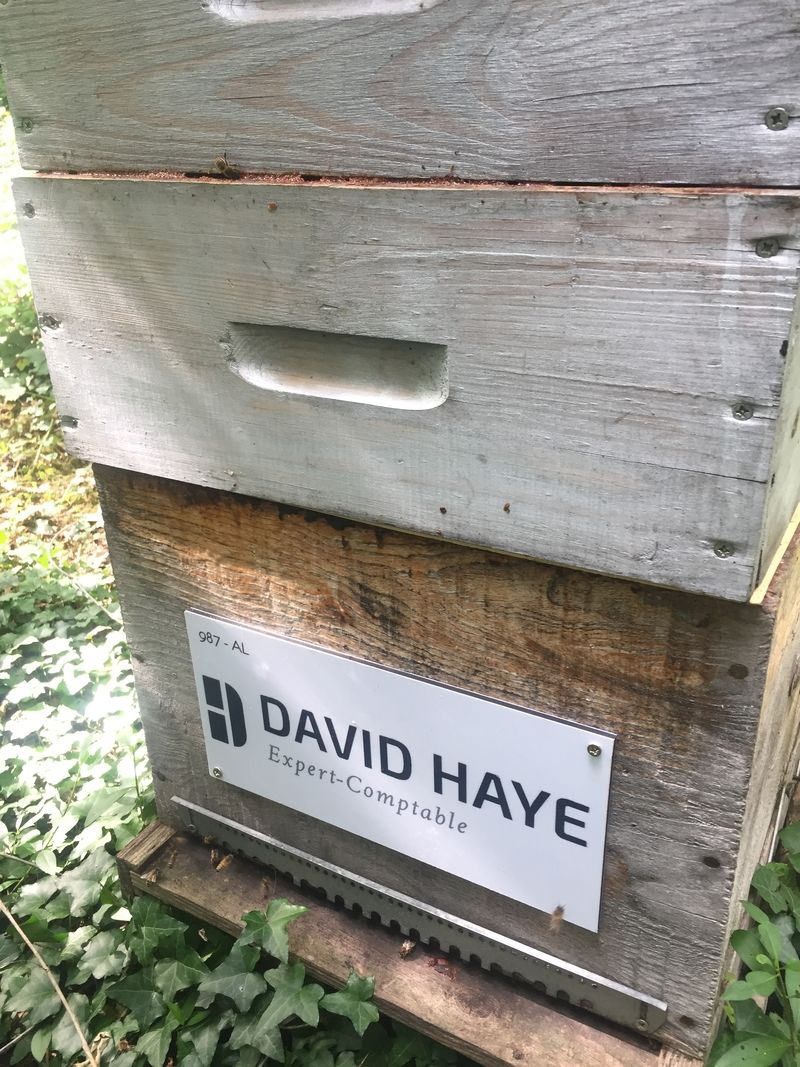 La ruche David haye