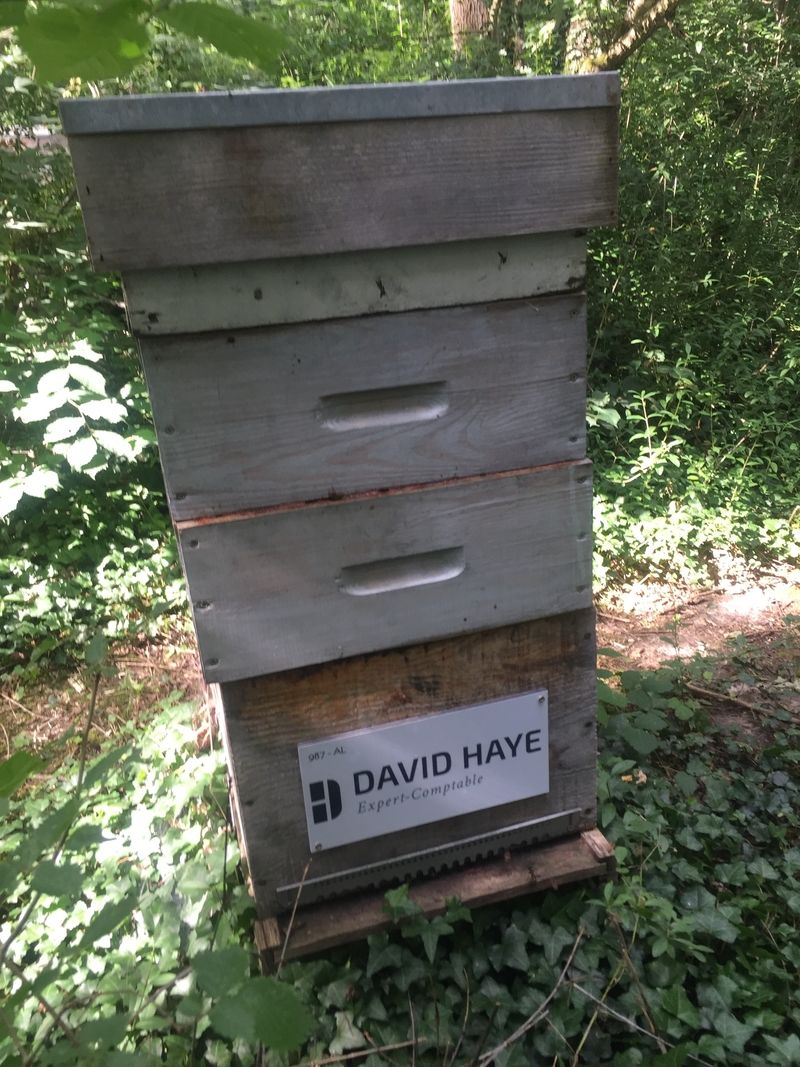 La ruche David haye