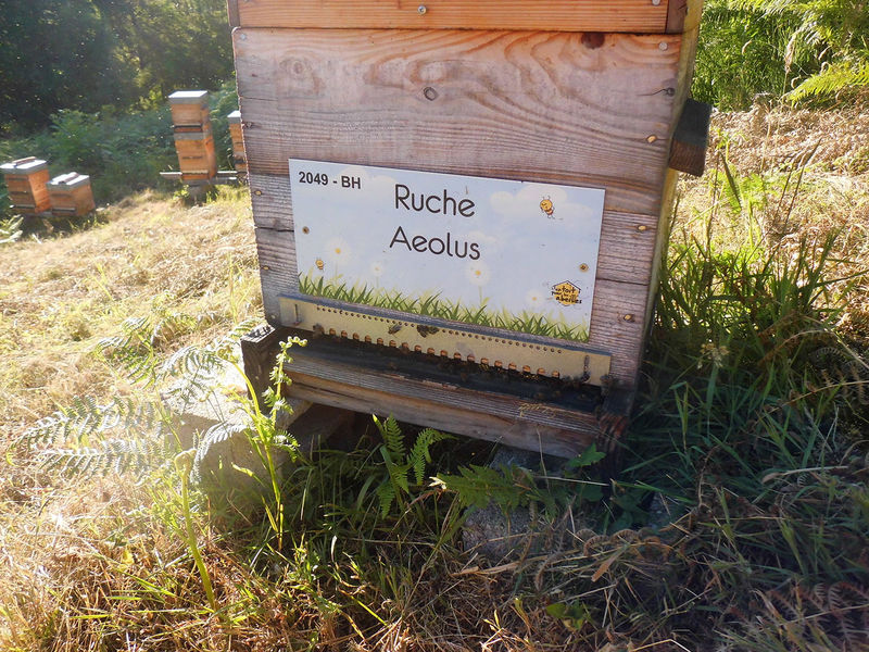 La ruche Aeolus