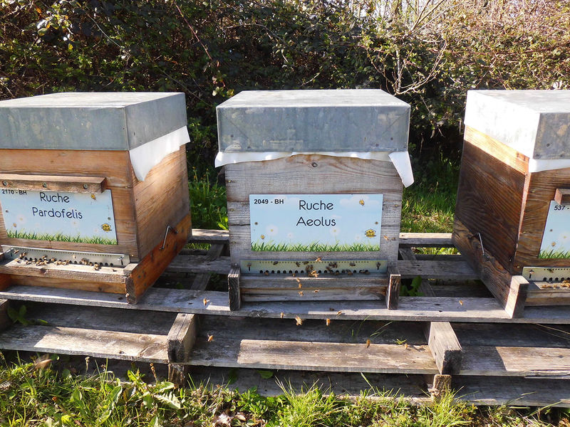 La ruche Aeolus