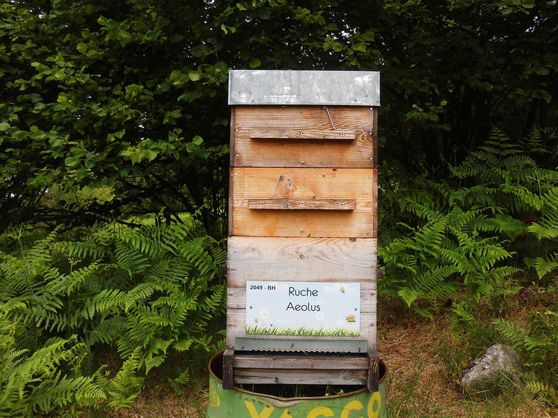 La ruche Aeolus