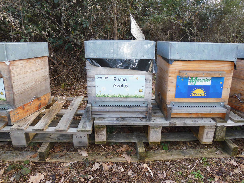 La ruche Aeolus
