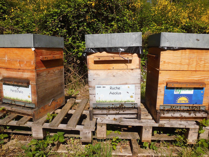 La ruche Aeolus