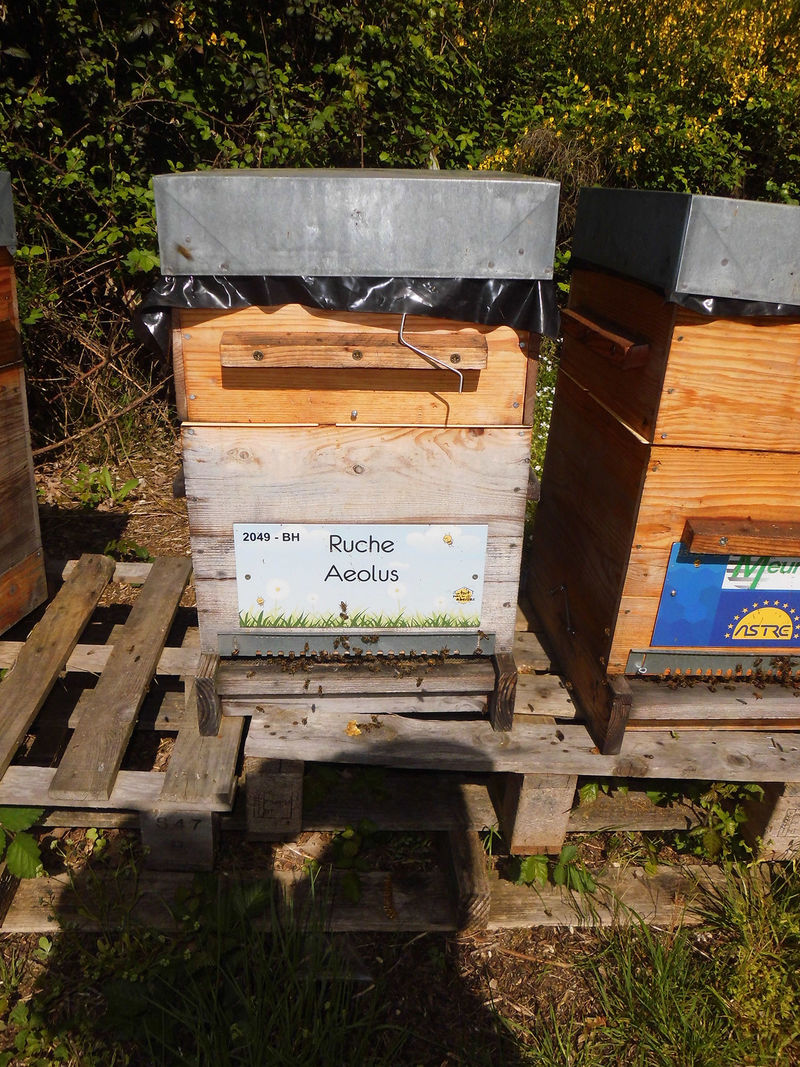 La ruche Aeolus