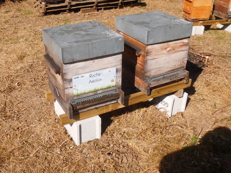 La ruche Aeolus