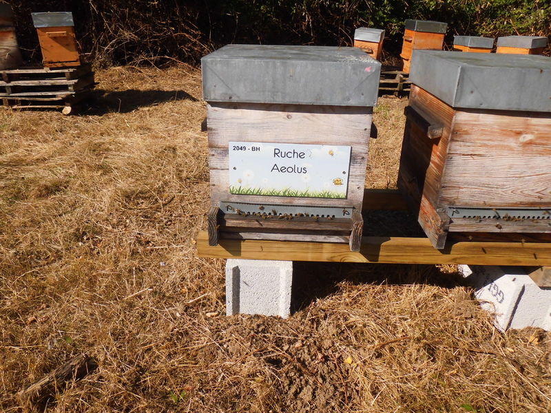 La ruche Aeolus